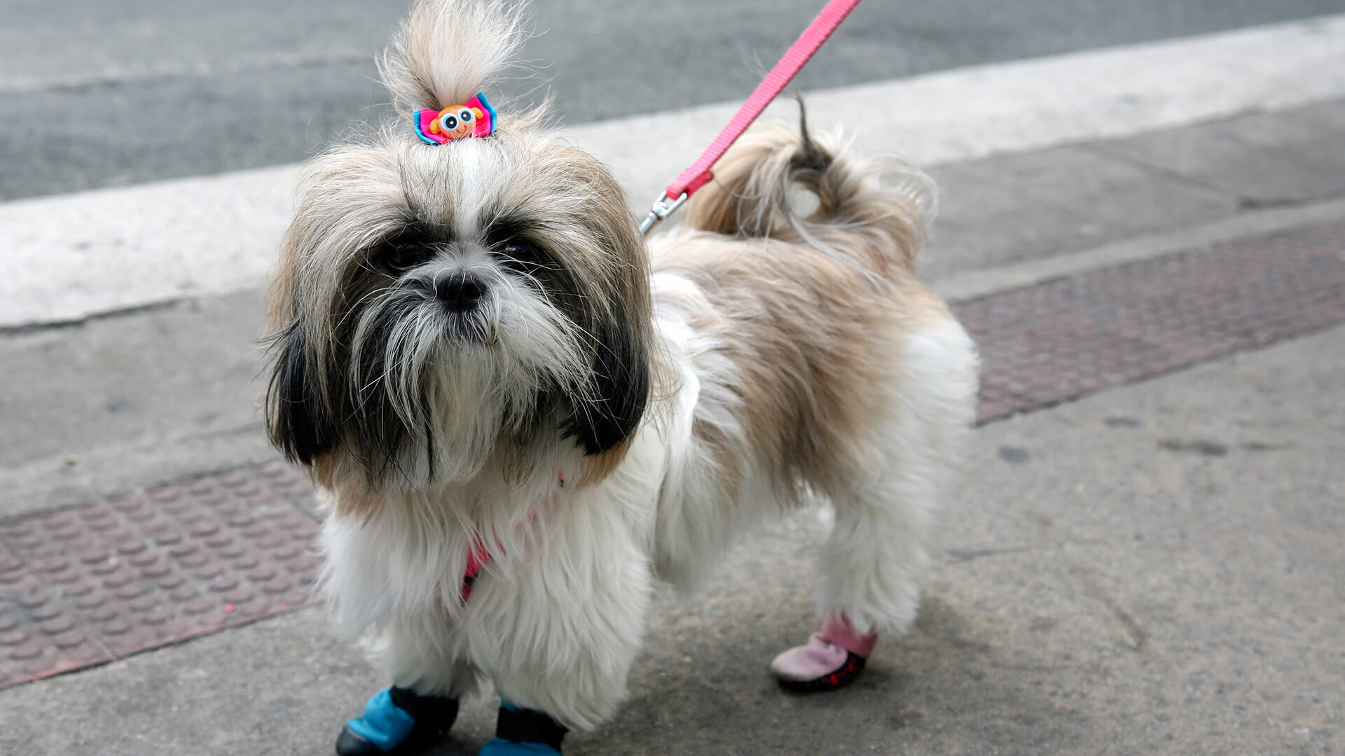 The Hardships of Grooming a Dog